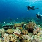Wakatobi