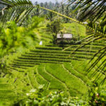 sawah terindah di indonesia