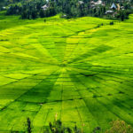 sawah terindah di indonesia