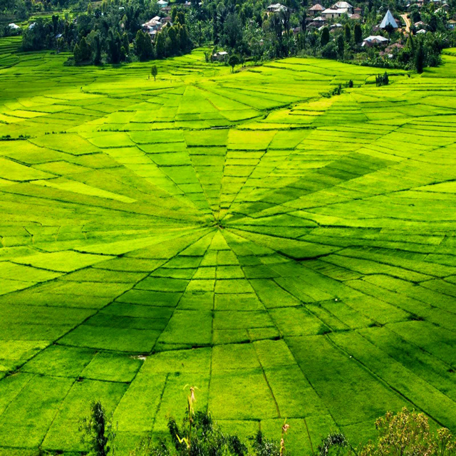 9 Ladang Sawah Terindah di Indonesia yang Bikin Hatimu 