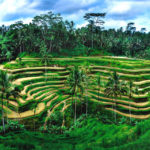 sawah terindah di indonesia