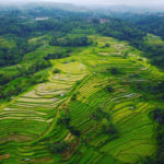 sawah terindah di indonesia