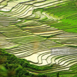 sawah terindah di indonesia