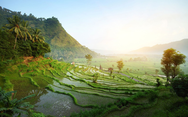9 Ladang Sawah  Terindah di Indonesia yang Bikin Hatimu 