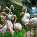 flamingos-KL-Bird-Park-Malaysia_CS-086b68ea33a6