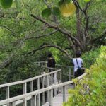 hutan mangrove wonorejo wisata surabaya