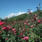 basecamp mawar ungaran