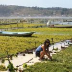 budi daya rumput laut