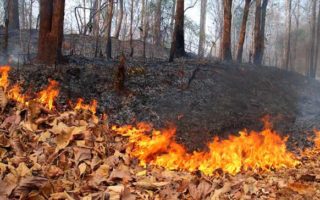 hutan gunung gede pangrango