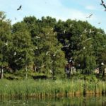 Maha Vihara Maitreya