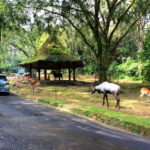 taman safari