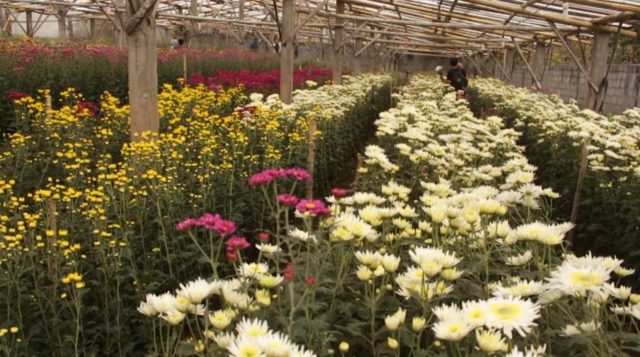 Kebun Bunga Setiya Aji Destinasi Di Semarang Yang Menawarkan