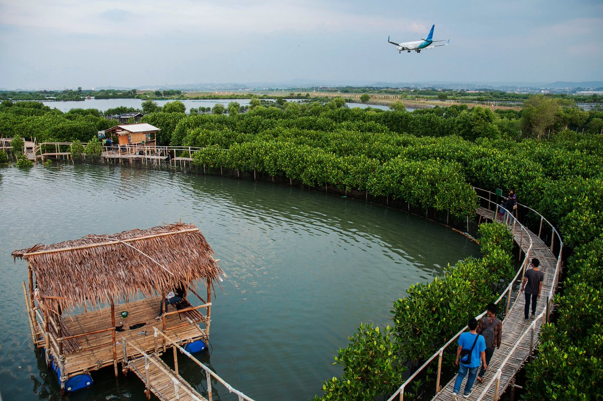mangrove edupark