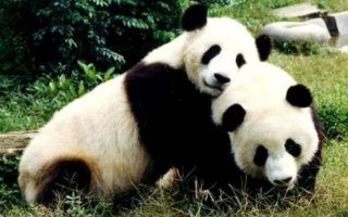 panda raksasa china