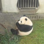 panda