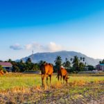 tips liburan untuk pekerja kantoran