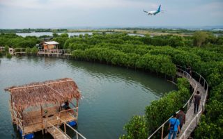 mangrove edupark