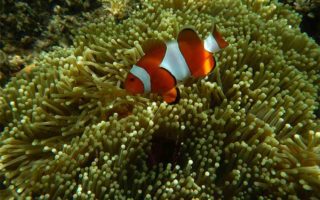 snorkeling