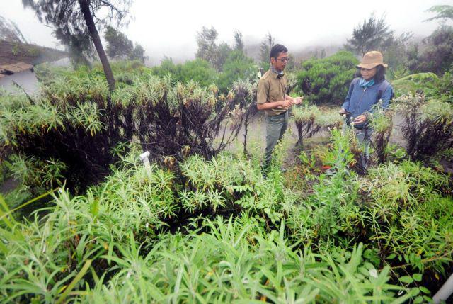 Fakta Menarik Budidaya Bunga Edelweiss