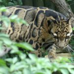 Clouded Leopard_preview