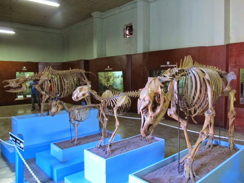 museum zoologi