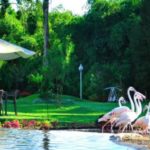 the hill resort sibolangit5