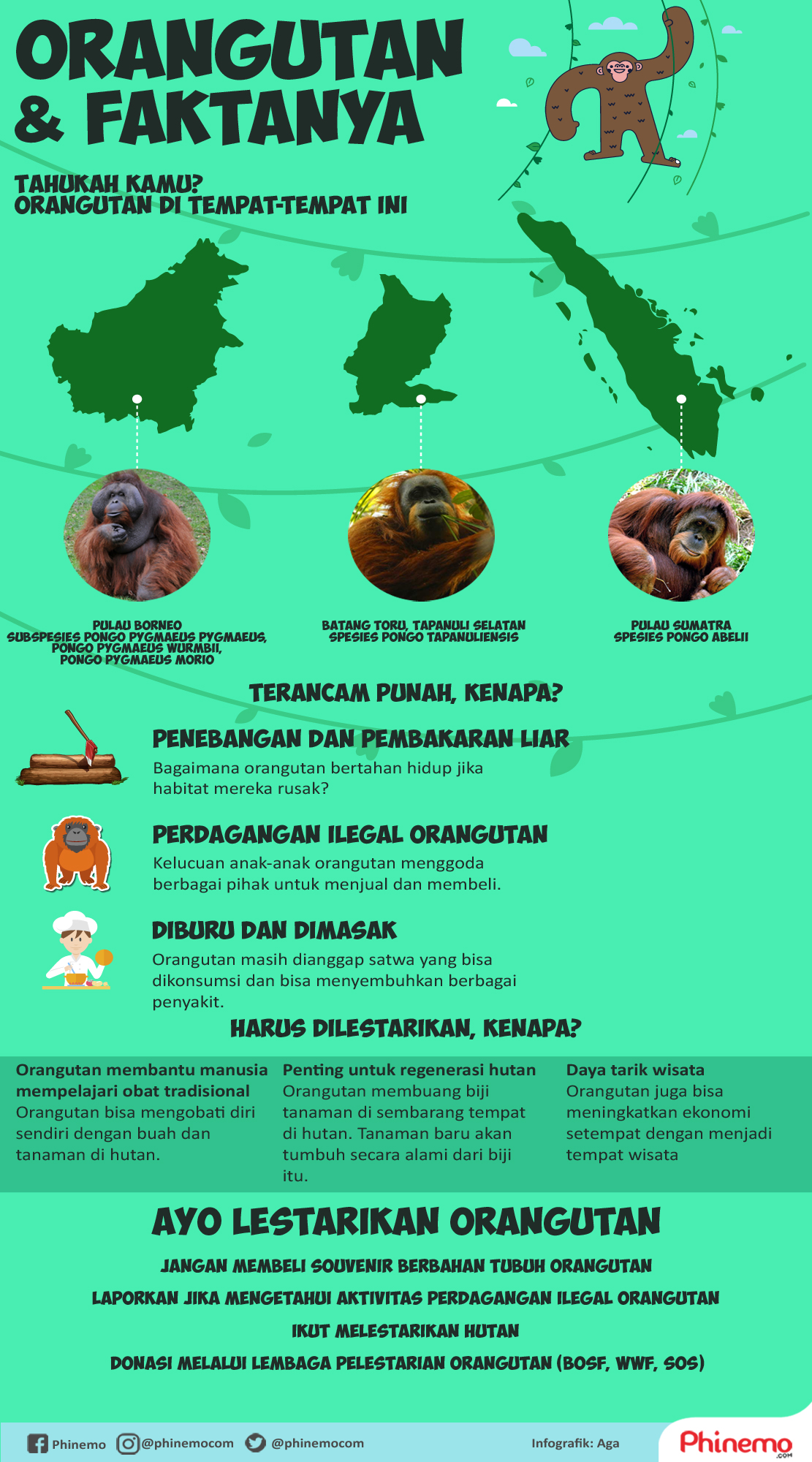 infografik orangutan