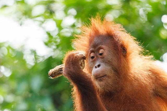 orangutan di indonesia