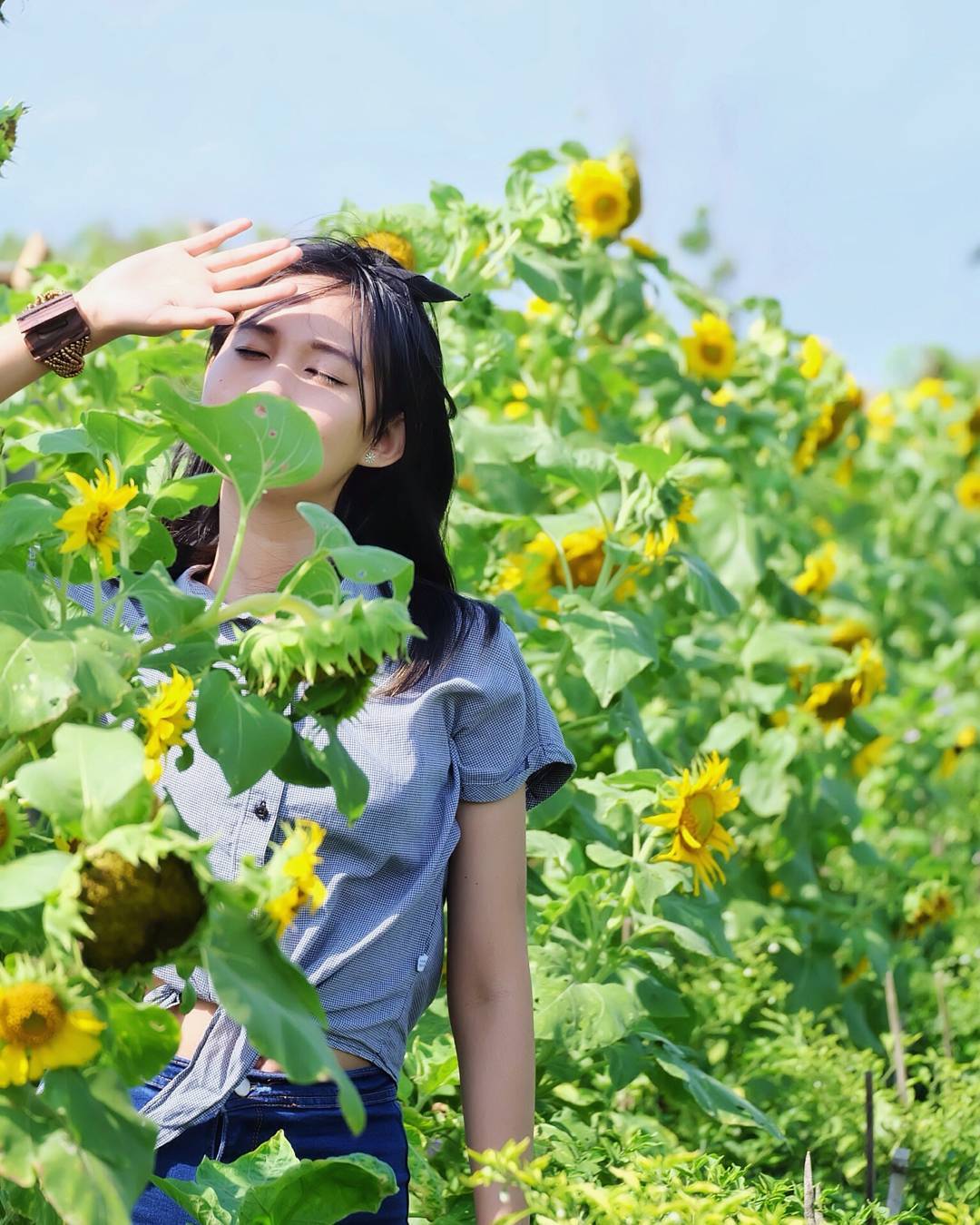 kebun bunga matahari di indonesia