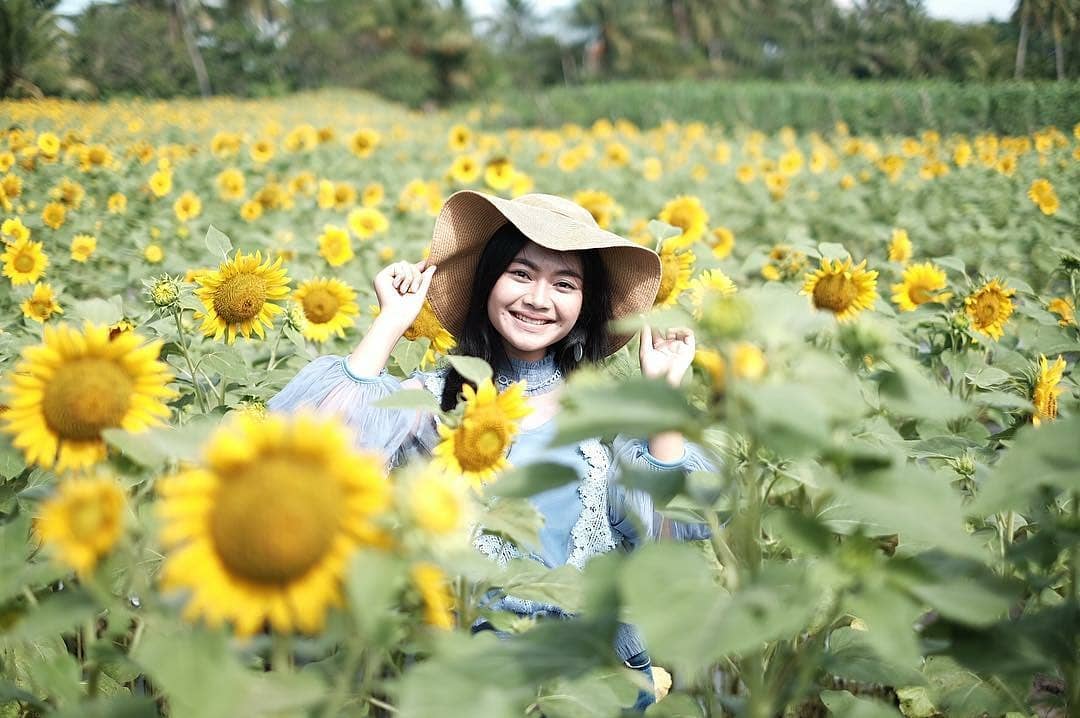 kebun bunga matahari di indonesia