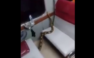 ular di kereta