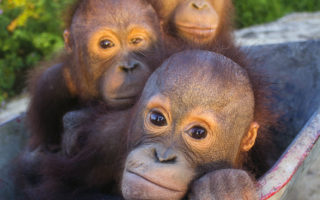 orangutan kalimantan