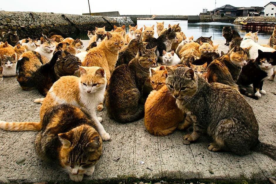 pulau kucing di jepang
