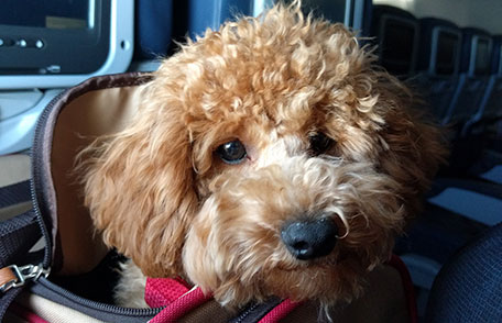 Anjing Lucu Mati di Pesawat Setelah Pemilik Menaruhnya di dalam Bagasi