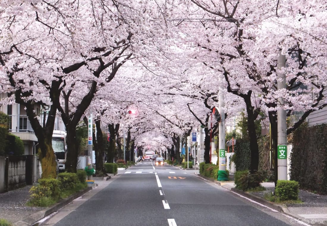 Langka Bunga Sakura Mekar Saat Tokyo Masih Bersalju