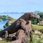 waktu terbaik ke labuan bajo