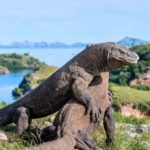 waktu terbaik ke labuan bajo