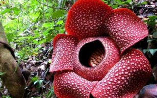 Bunga Rafflesia