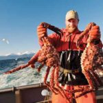 Alaska king crab