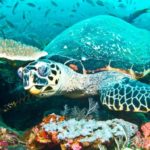 waktu terbaik ke labuan bajo