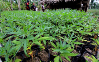 ladang ganja di aceh
