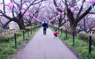 Inilah Waktu Terbaik Menyaksikan Sakura Mekar di Jepang sakura mekar