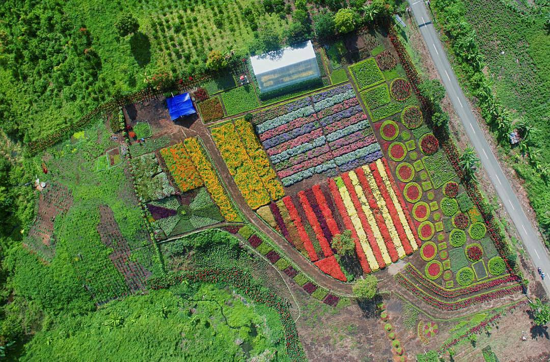 Ide 36+ Kebun Bunga Matahari Di Medan