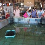 tukik penyu gili trawangan