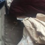 bangkai tikus ditemukan di koper penumpang