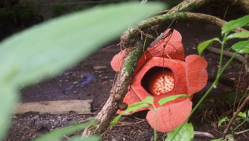 bunga refflesia ditemukan di karimun