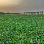 jembatan kayu terpanjang sedunia