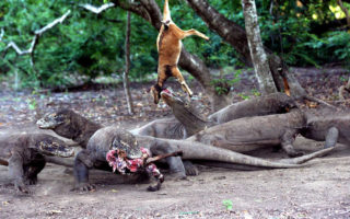 TN Komodo Terapkan Aturan Larangan Beri Makan Komodo alasan mengapa komodo hanya ada di indonesia