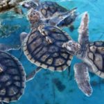 tukik penyu gili trawangan