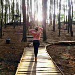 pinus mangunan